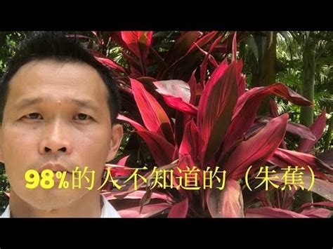 紅竹風水|紅竹風水：何時擺放效果最佳？